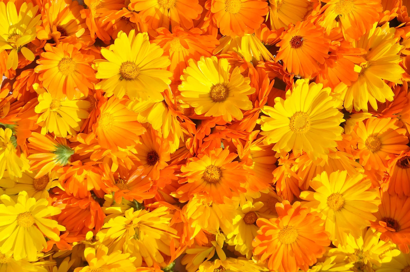 Brim Seed Co. - Pacific Beauty Mix Calendula Flower Seed