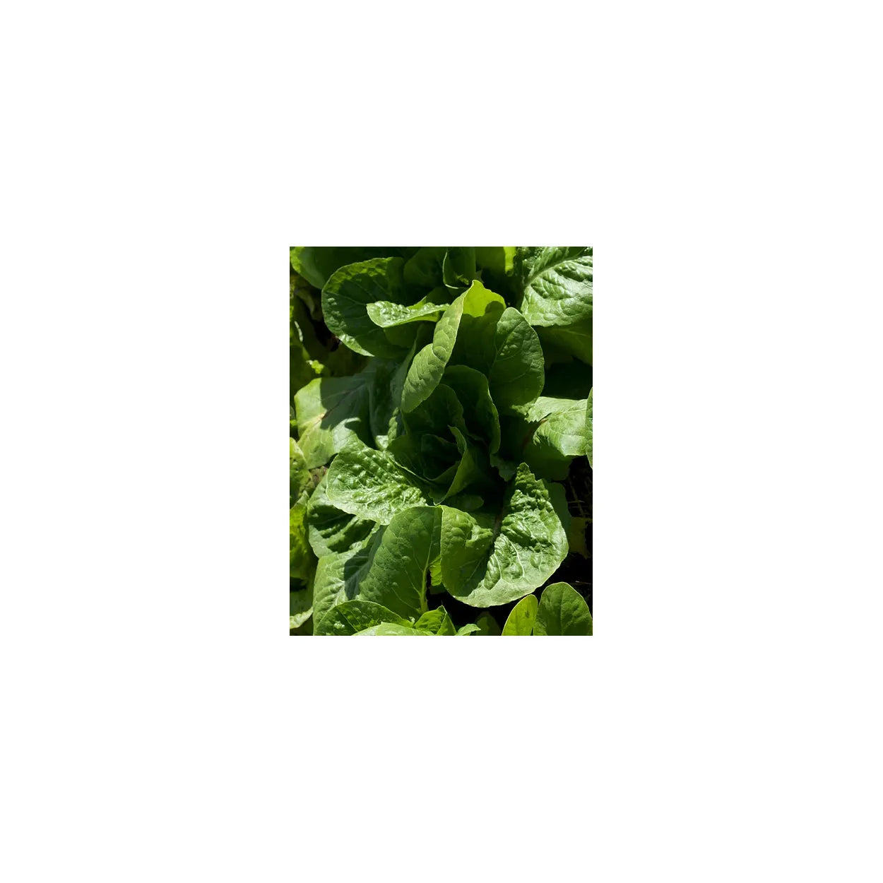 Brim Seed Co. - Parris Island Cos Romaine Lettuce Greens Heirloom Seed