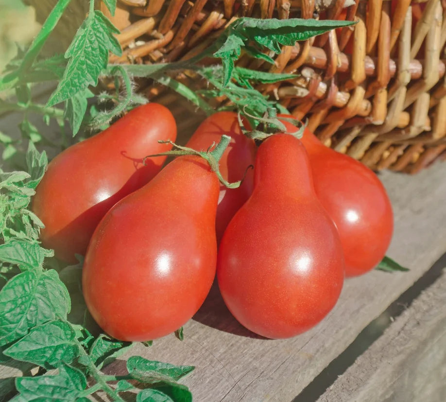 Brim Seed Co. - Red Pear Tomato Seed