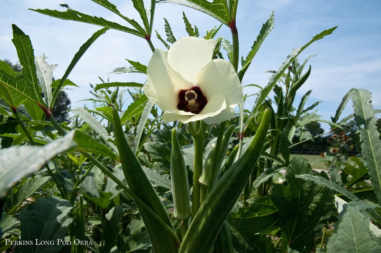 Brim Seed Co. - Perkins Long Pod Okra Seed