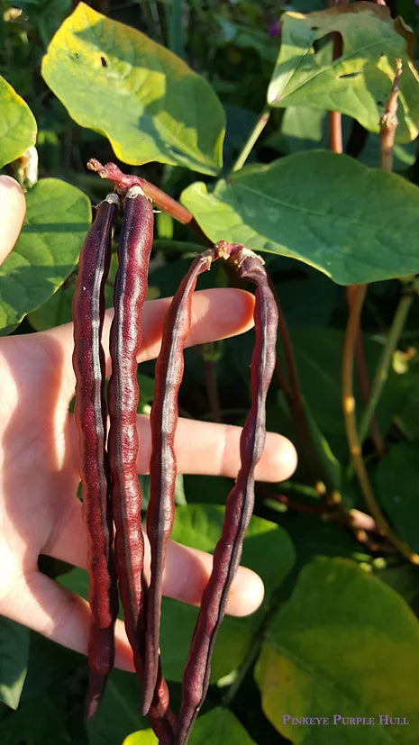 Brim Seed Co. - Pink Eyed Purple Hull Southern Pea Heirloom Seed