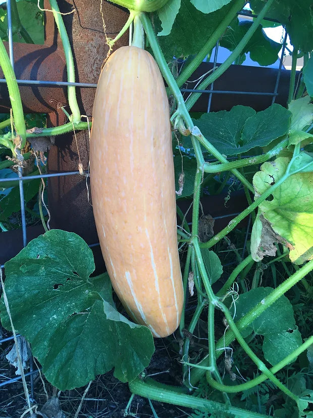 Brim Seed Co. - Pink Banana Jumbo Squash Heirloom Seed