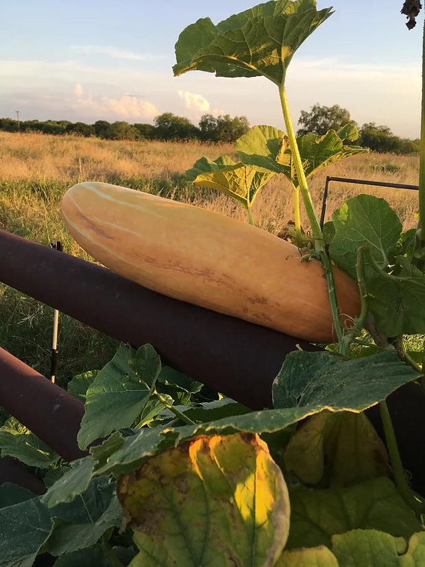 Brim Seed Co. - Pink Banana Jumbo Squash Heirloom Seed