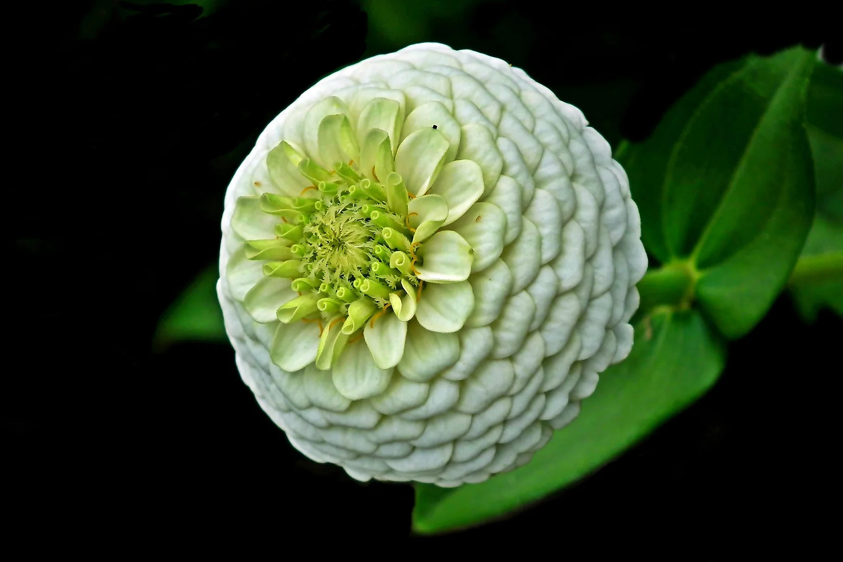 Brim Seed Co. - Polar Bear Zinnia Flower Heirloom Seed