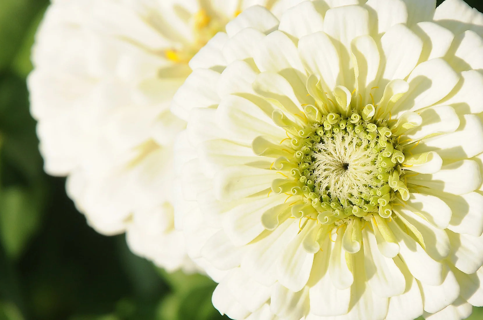 Brim Seed Co. - Polar Bear Zinnia Flower Heirloom Seed