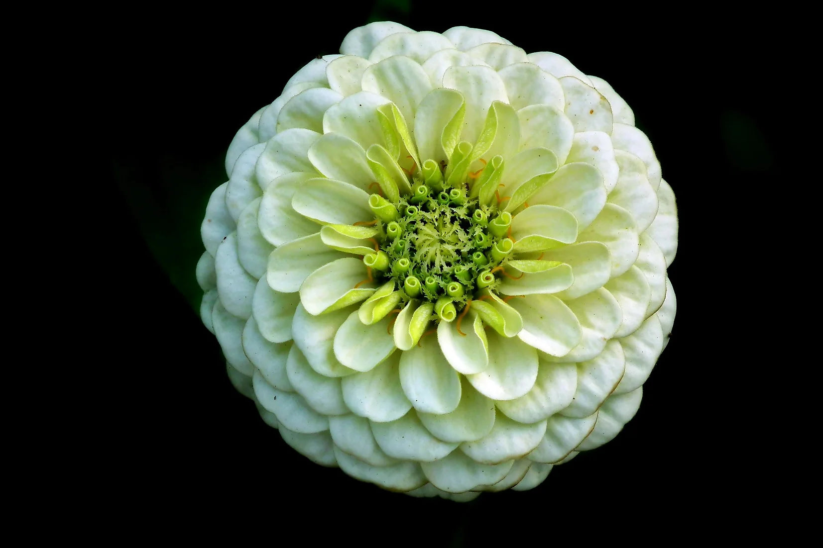 Brim Seed Co. - Polar Bear Zinnia Flower Heirloom Seed