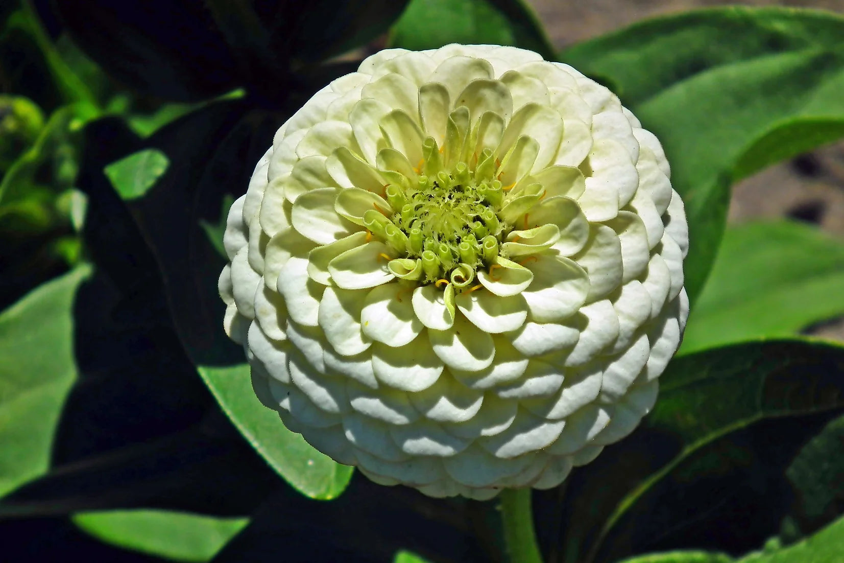 Brim Seed Co. - Polar Bear Zinnia Flower Heirloom Seed