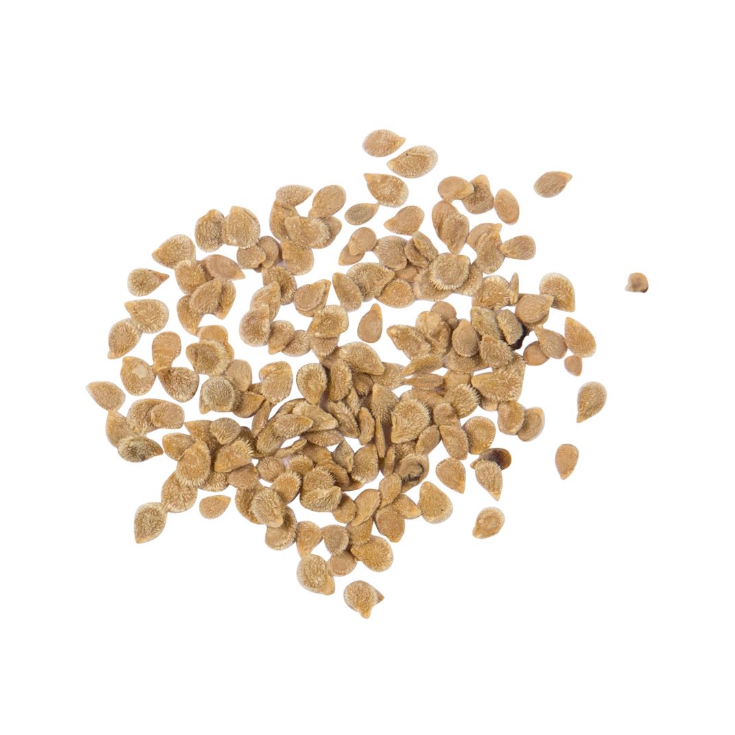 Brim Seed Co. - Porter Tomato Heirloom Seed