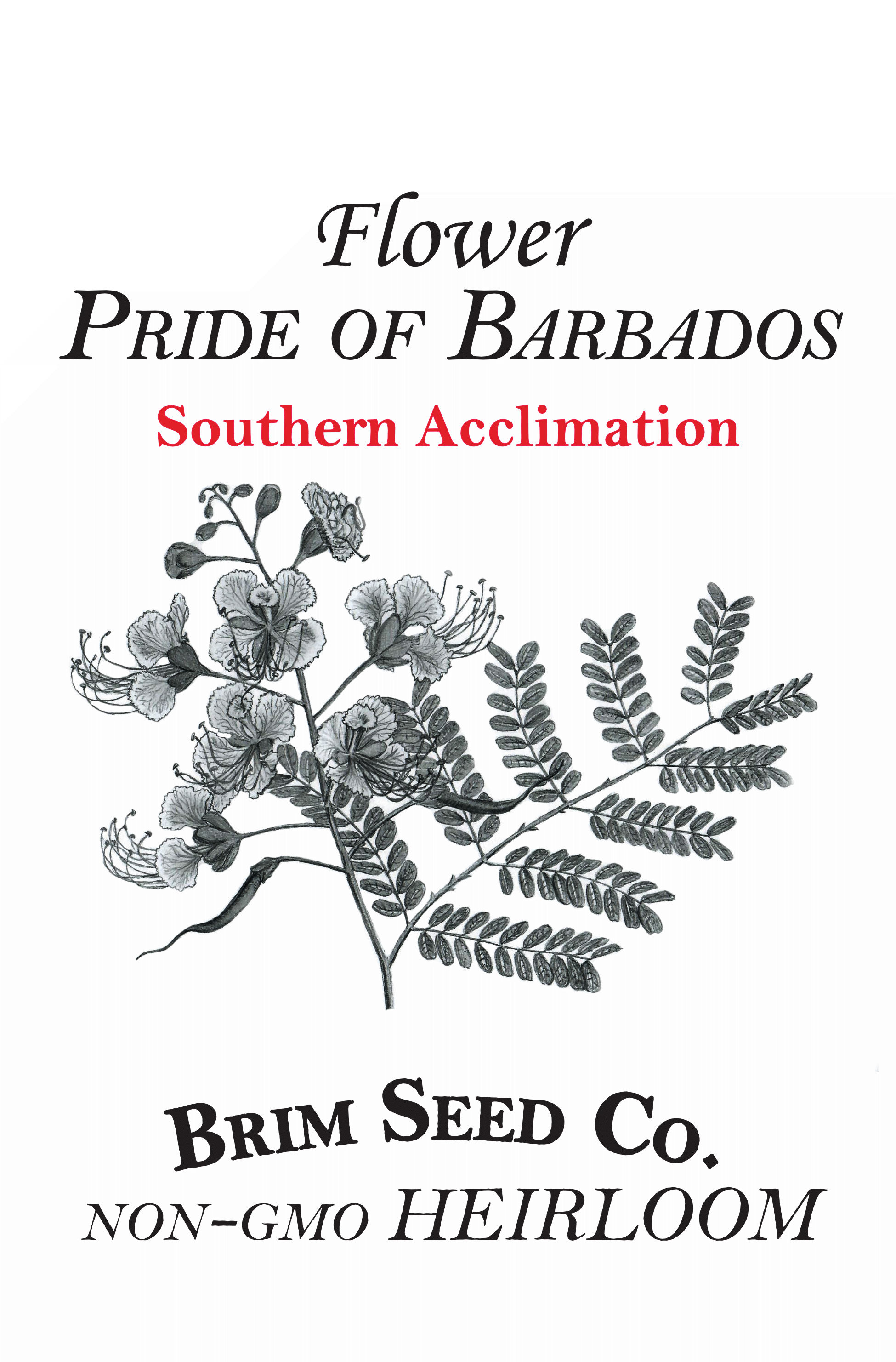 Brim Seed Co. - Southern Acclimated Pride Of Barbados Flower Heirloom Seed