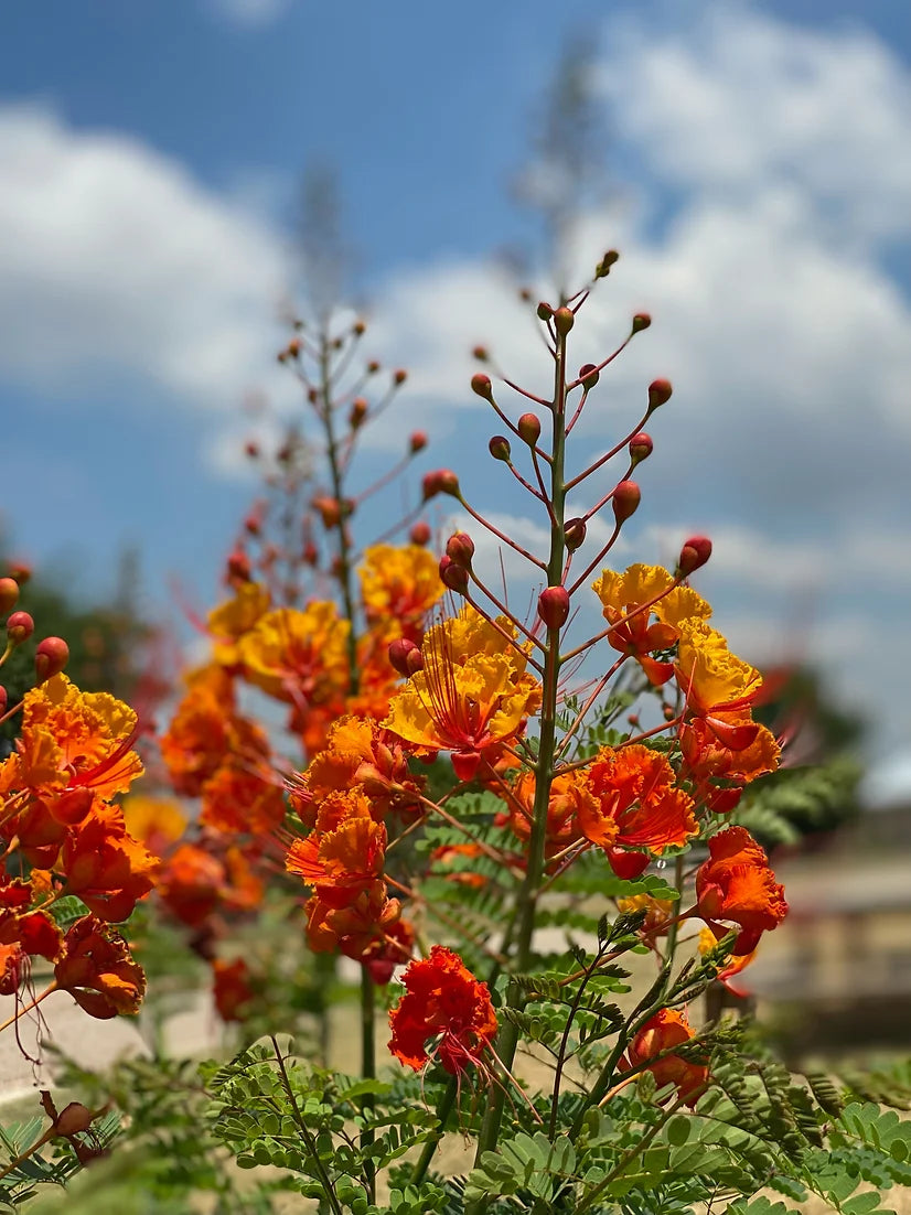 Brim Seed Co. - Southern Acclimated Pride Of Barbados Flower Heirloom Seed