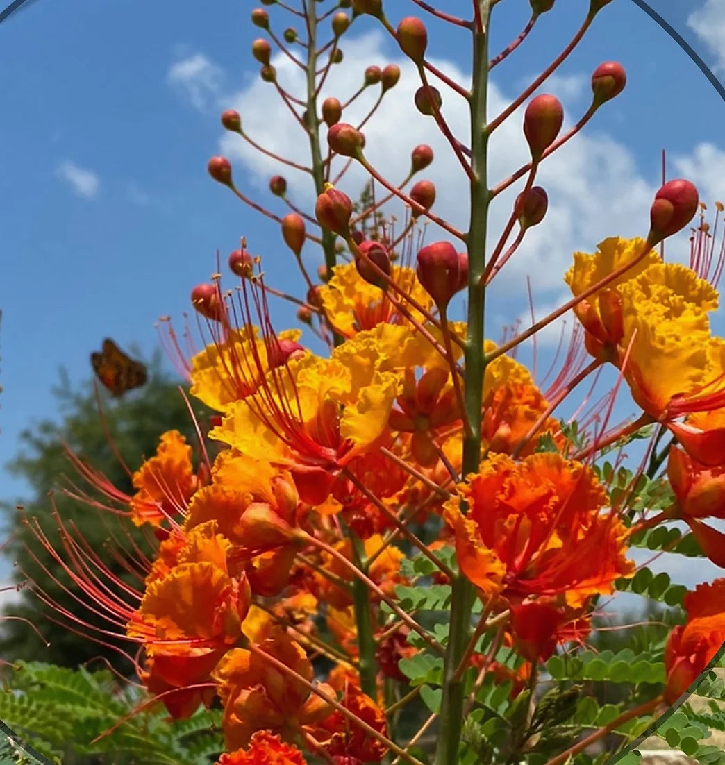 Brim Seed Co. - Southern Acclimated Pride Of Barbados Flower Heirloom Seed