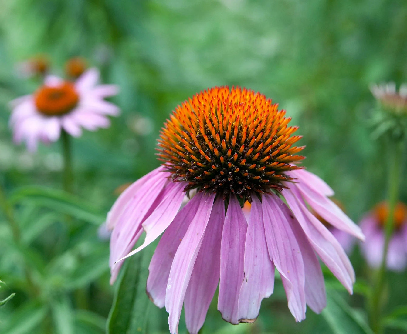 Brim Seed Co. - Purple Echinacea Herb Seed