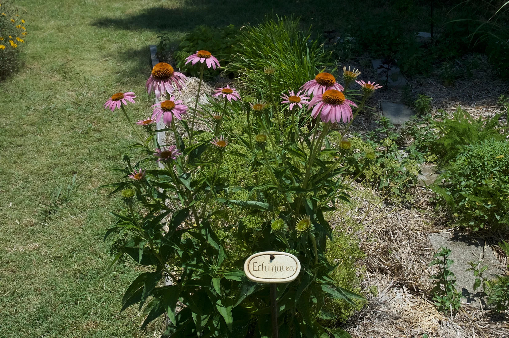 Brim Seed Co. - Purple Echinacea Herb Seed