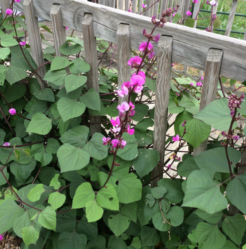 Brim Seed Co. - Hyacinth Bean Vine Flower Seed