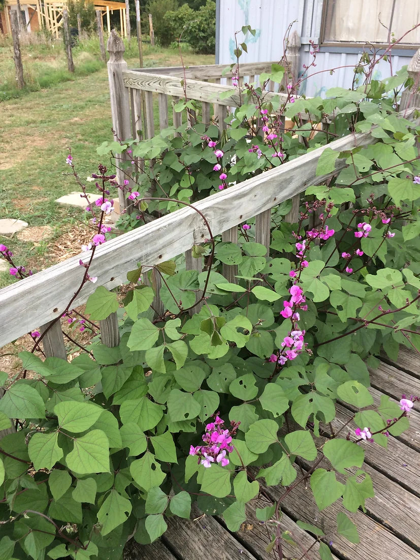 Brim Seed Co. - Hyacinth Bean Vine Flower Seed