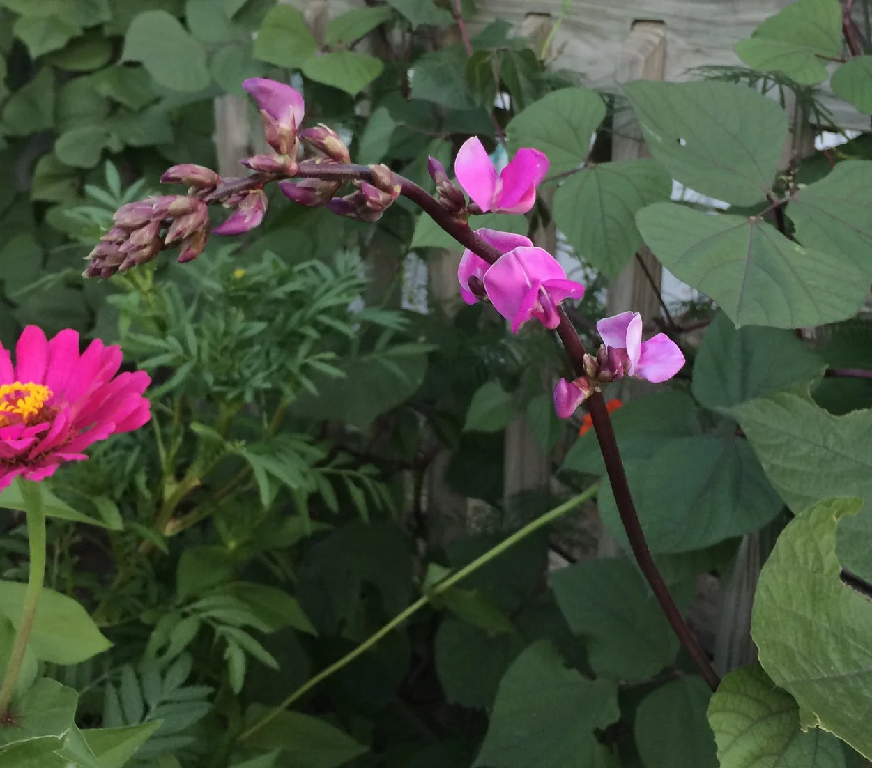 Brim Seed Co. - Hyacinth Bean Vine Flower Seed