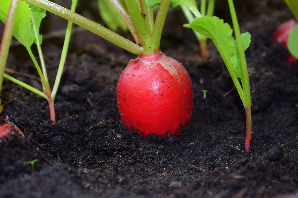 Brim Seed Co. - Champion Radish Heirloom Seed