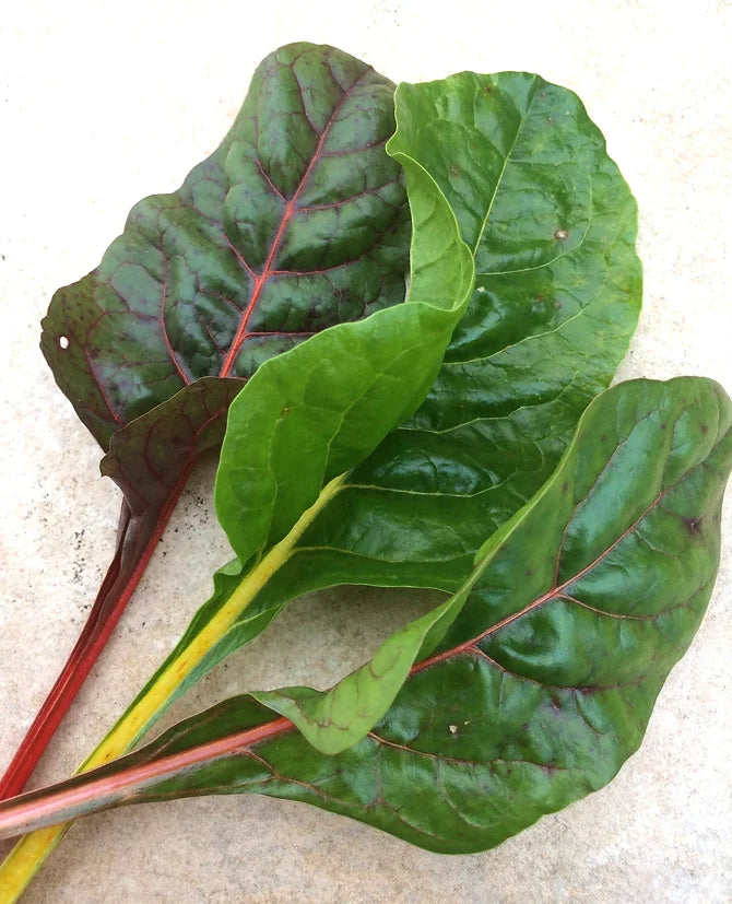 Brim Seed Co. - Rainbow Swiss Chard Heirloom Seed