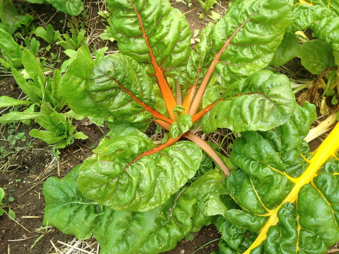 Brim Seed Co. - Rainbow Swiss Chard Heirloom Seed