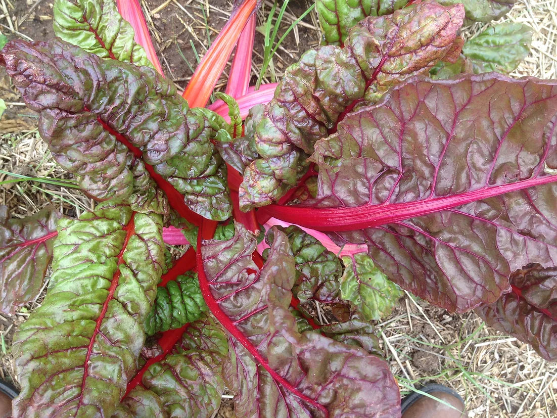 Brim Seed Co. - Rainbow Swiss Chard Heirloom Seed