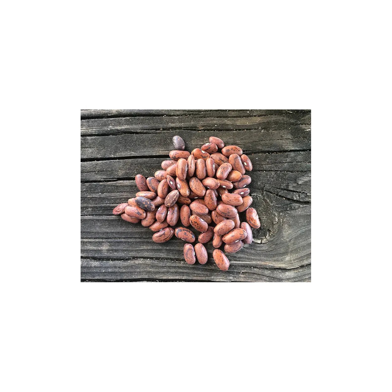 Brim Seed Co. - Rattlesnake Pole Bean Heirloom Seed