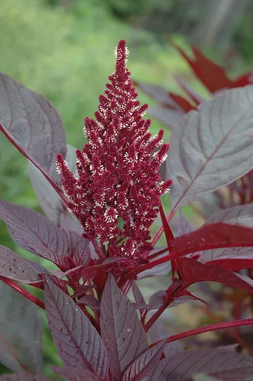 Brim Seed Co. - Southern Acclimated Red Amaranth
