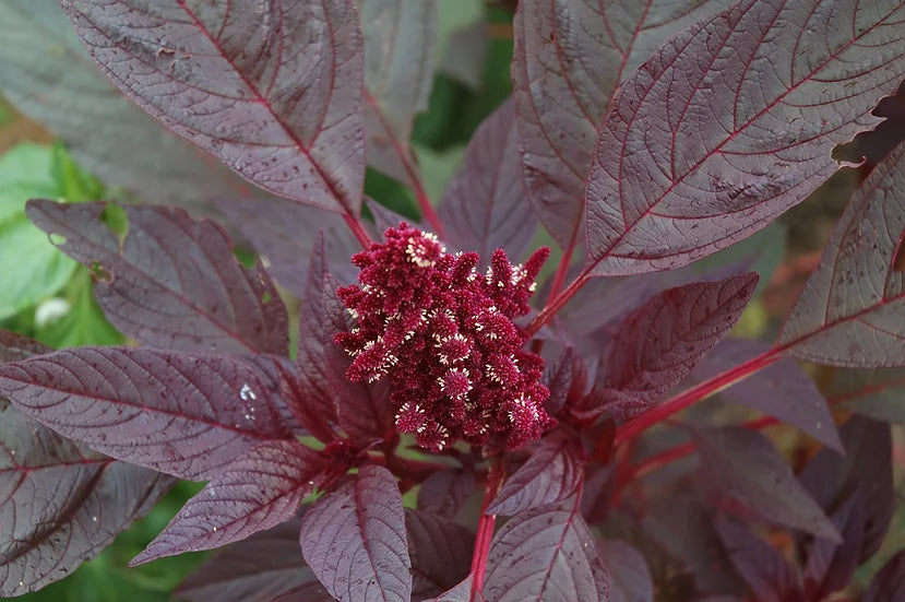 Brim Seed Co. - Southern Acclimated Red Amaranth