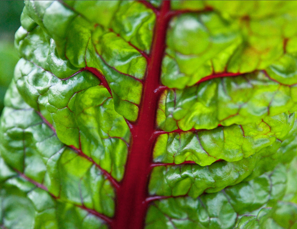 Brim Seed Co. - Ruby Red Chard Heirloom Seed