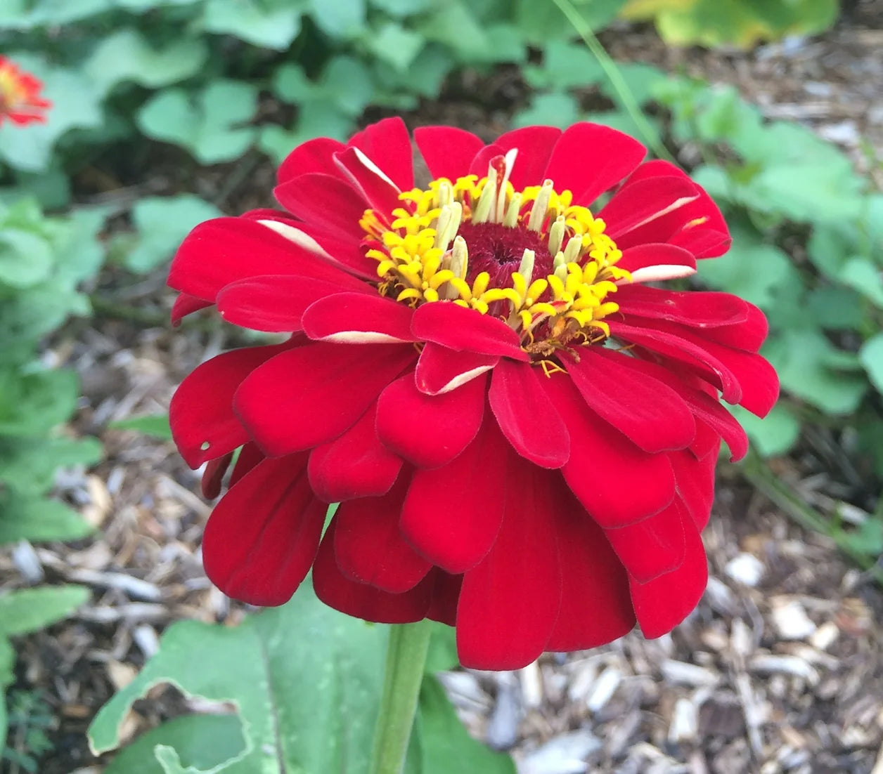 Brim Seed Co. - California Giant Red Zinnia Flower Seed