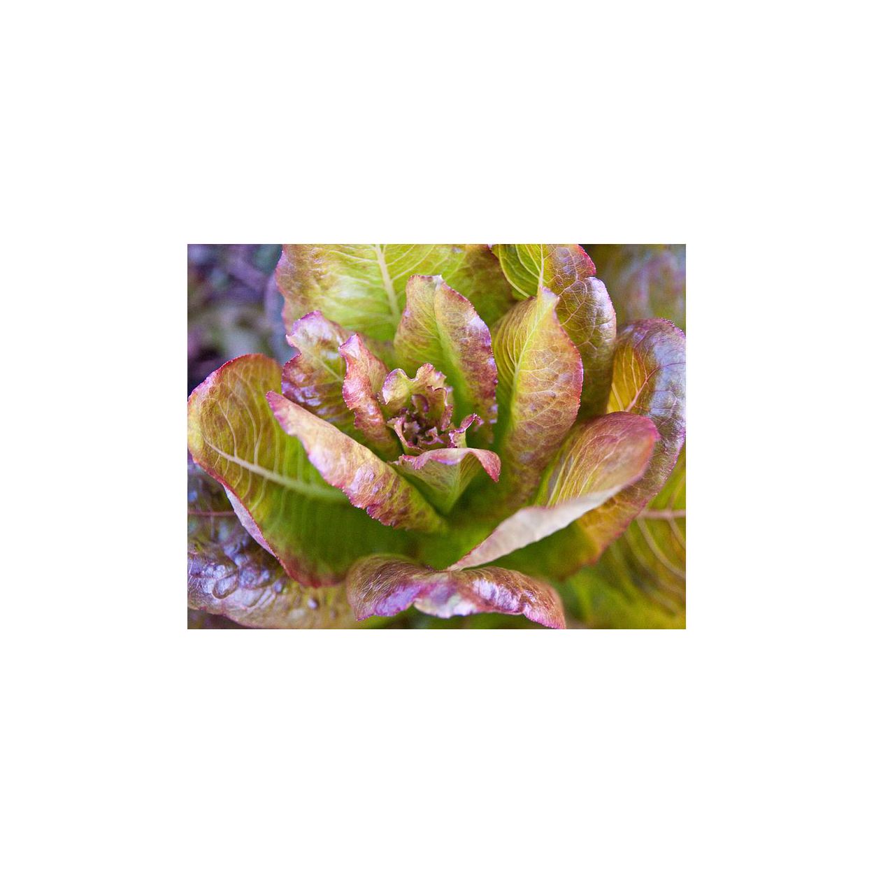 Brim Seed Co. - Cimmaron Deep Red Romaine Lettuce Greens Heirloom Seed