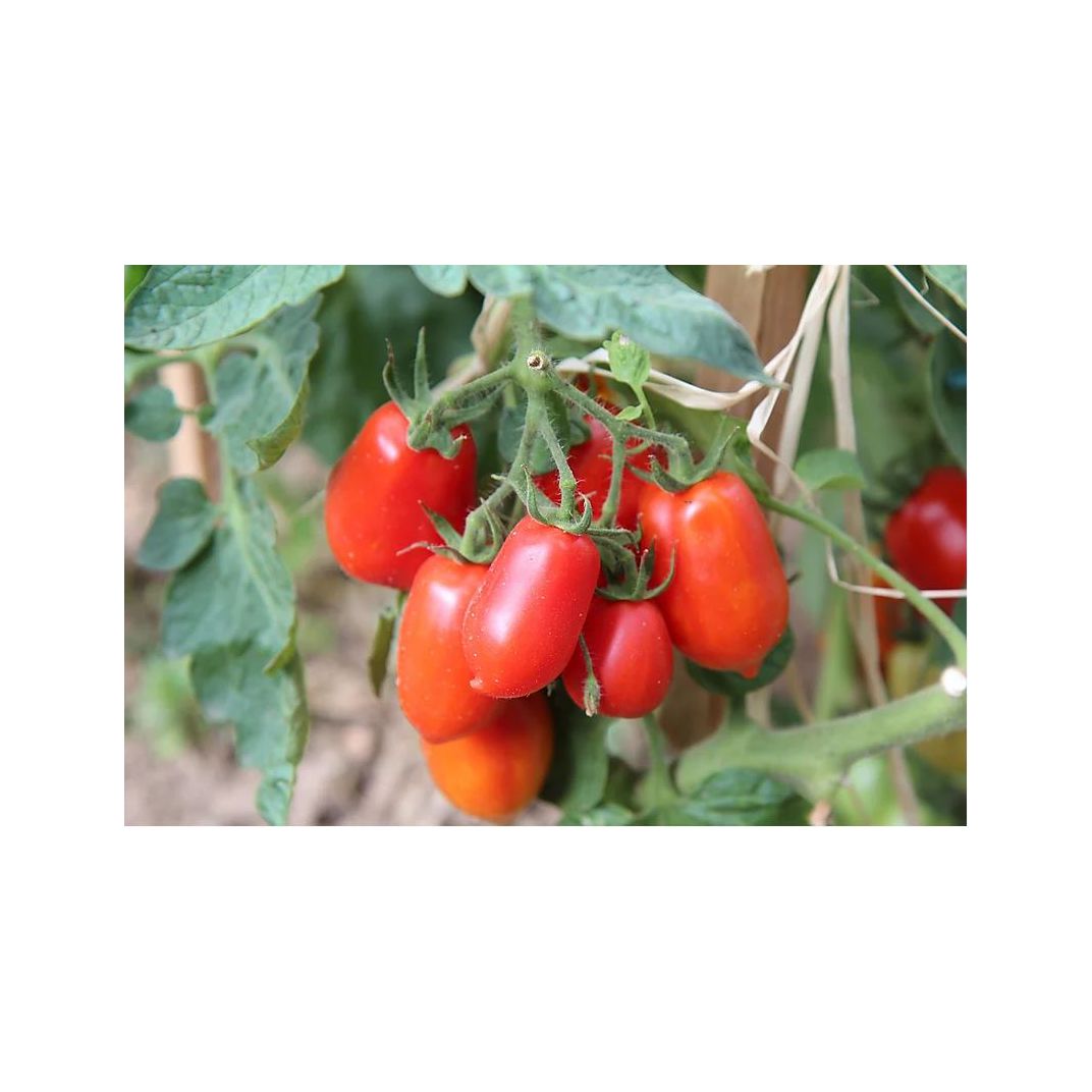 Brim Seed Co. - Roma Long Tomato Heirloom Seed