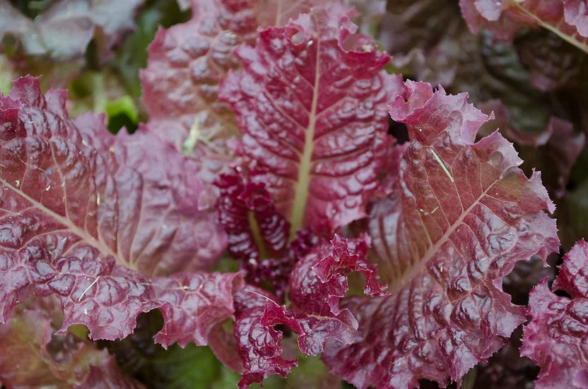 Brim Seed Co. - Butterhead Ruby Lettuce Greens Heirloom Seed