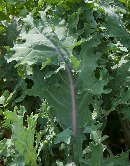 Brim Seed Co. - Red Russian Kale Greens Heirloom Seed