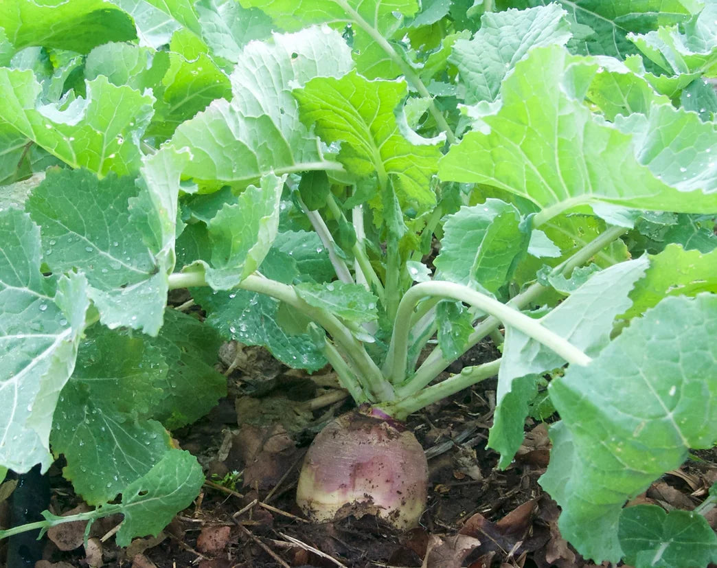 Brim Seed Co. - American Purple Top Rutabaga Heirloom Seed