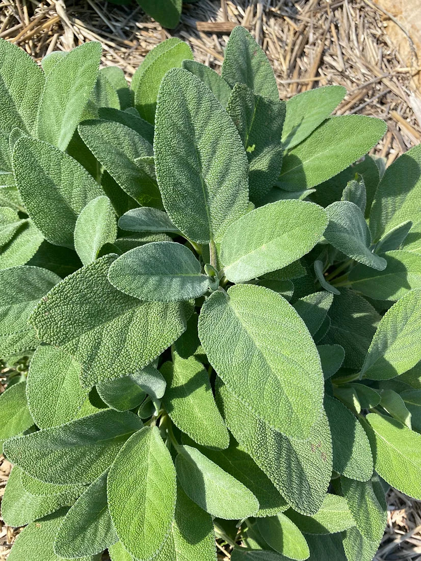 Brim Seed Co. - Broadleaf Sage Herb Heirloom Seed