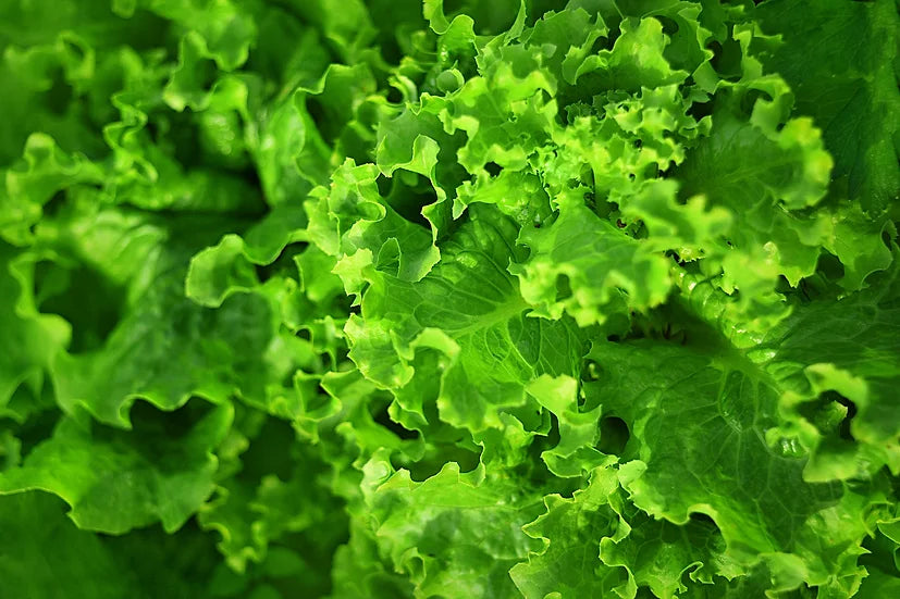 Brim Seed Co. - Butterhead Salad Bowl Lettuce Greens Heirloom Seed