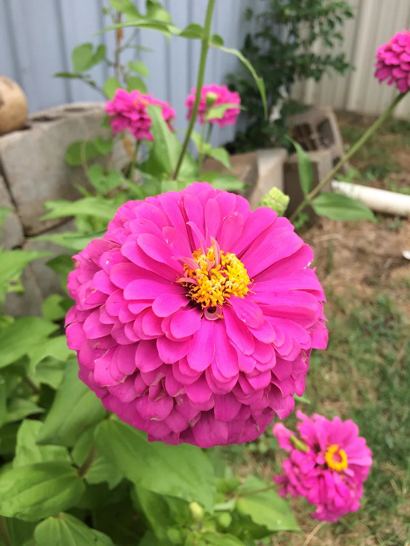 Brim Seed Co. - Southern Acclimated Brazos Valley Mix Zinnia Flower Heirloom Seed