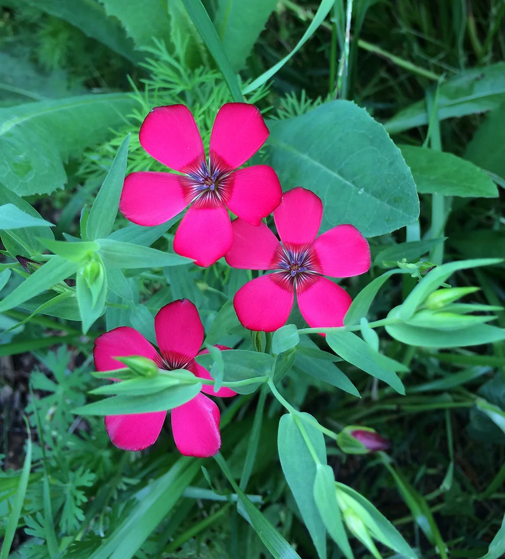 Brim Seed Co. - Scarlet Flax Flower Heirloom Seed