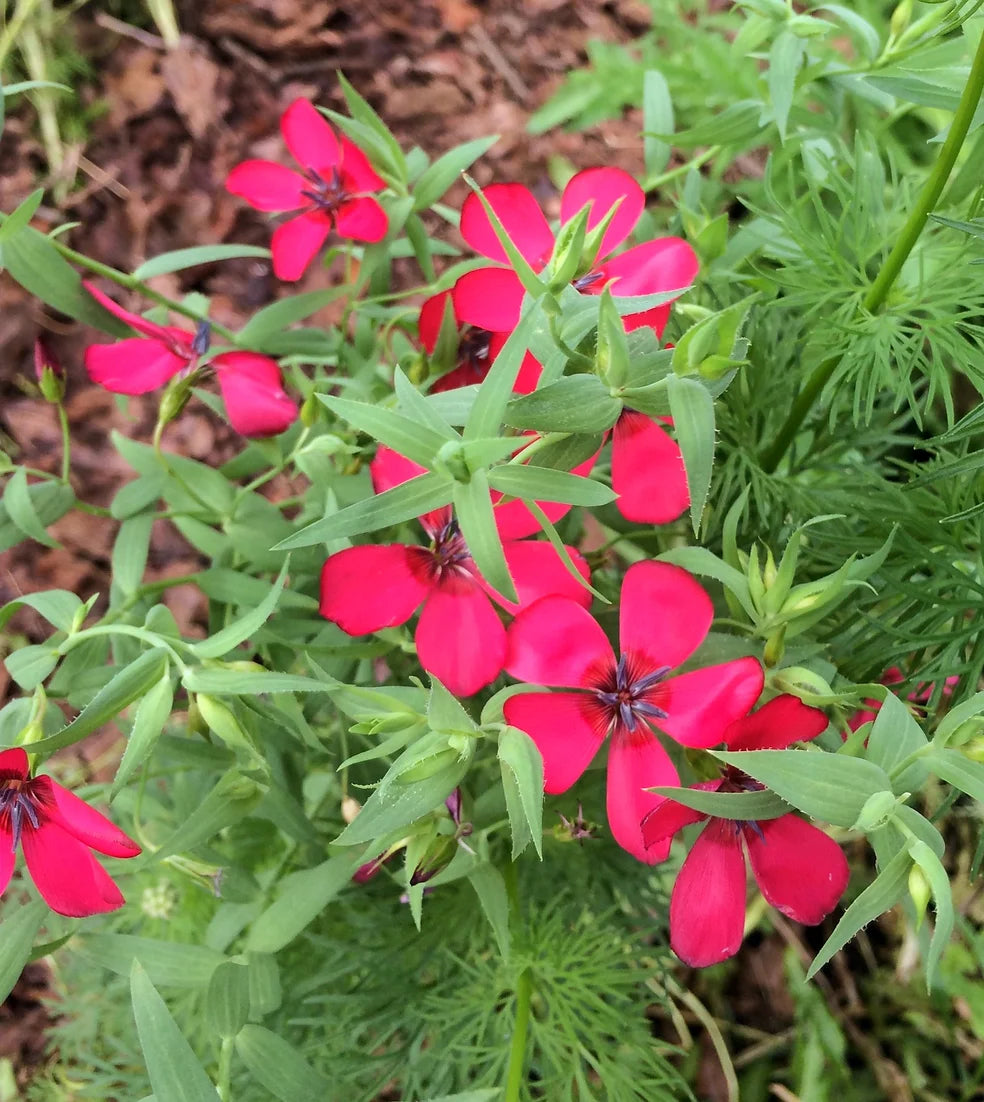 Brim Seed Co. - Scarlet Flax Flower Heirloom Seed