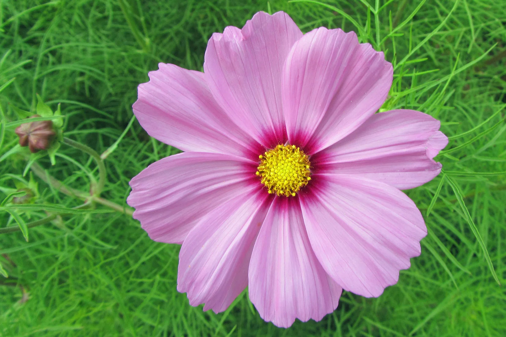 Brim Seed Co. - Sensation Mix Cosmos Flower Seed