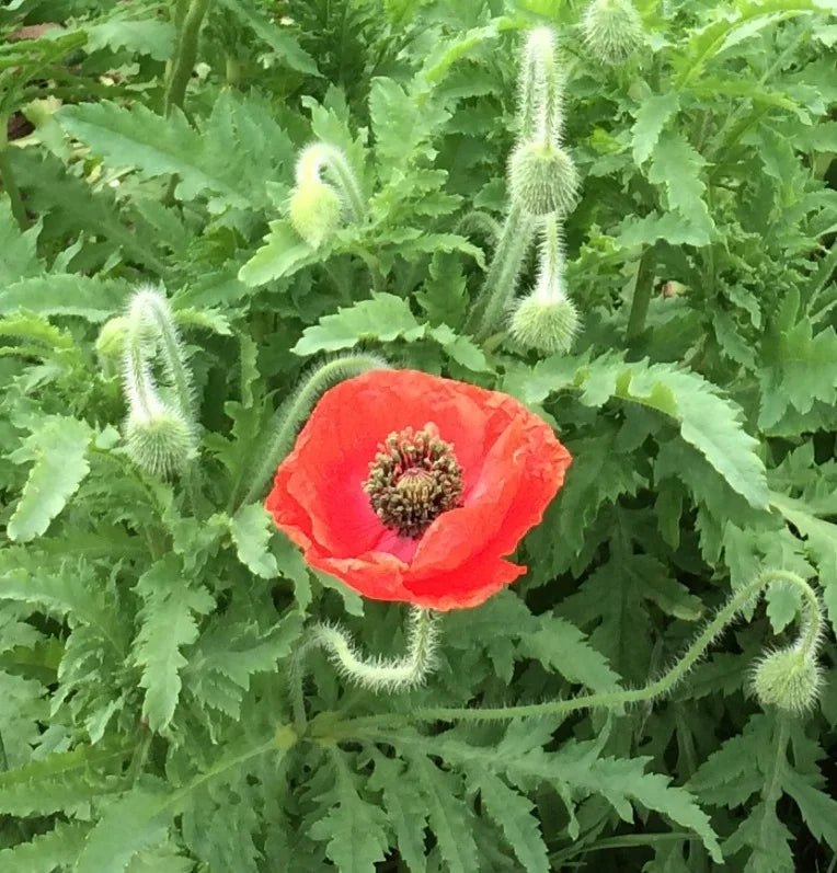 Brim Seed Co. - Shirley Single Mix Poppy Flower Heirloom Seed