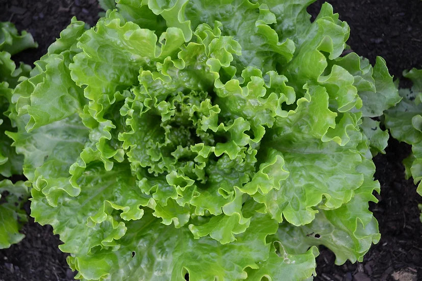 Brim Seed Co. - Black Seeded Simpson Lettuce Greens Heirloom Seed