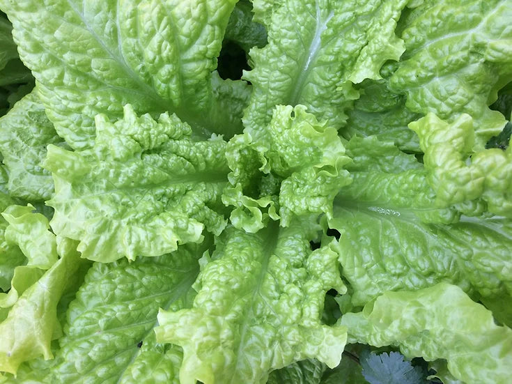 Brim Seed Co. - Black Seeded Simpson Lettuce Greens Heirloom Seed