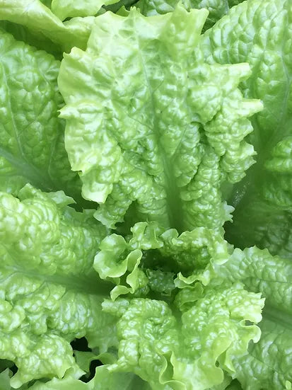 Brim Seed Co. - Black Seeded Simpson Lettuce Greens Heirloom Seed