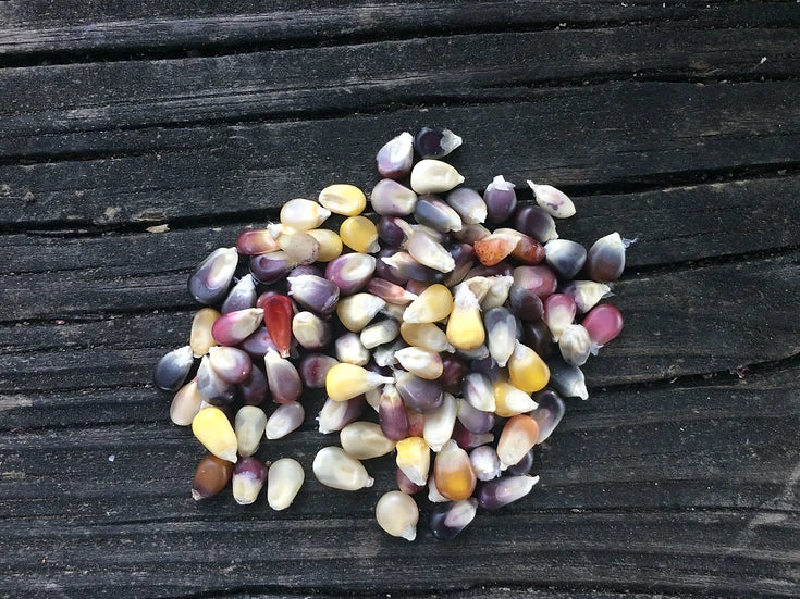 Brim Seed Co. - Smoke Signal Indian Popcorn Corn Heirloom Seed