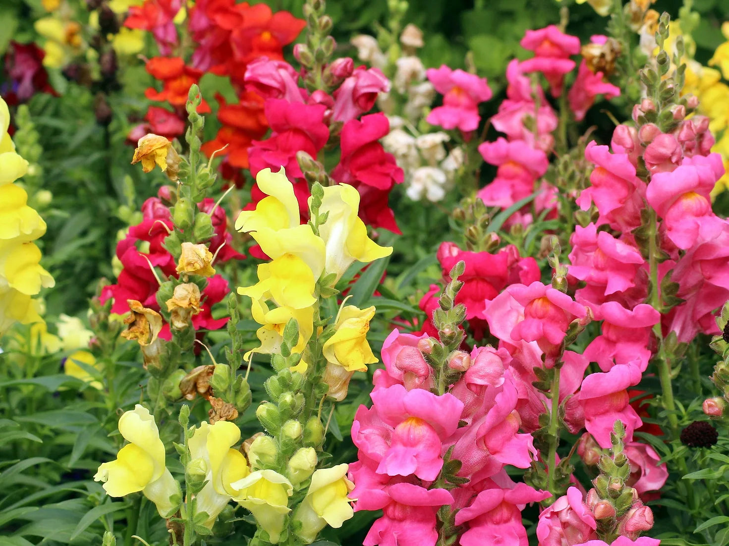 Brim Seed Co. - Mix Snapdragon Flower Seed