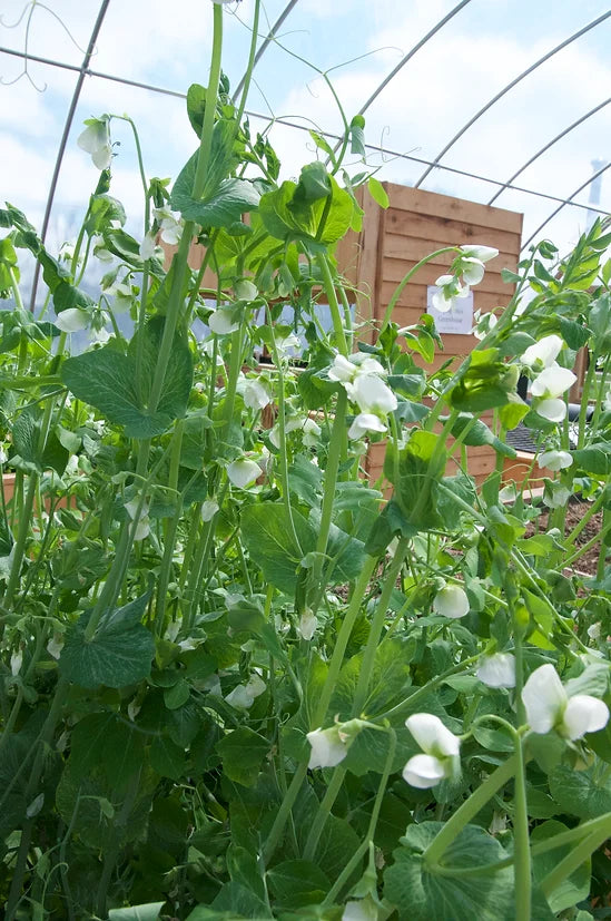 Brim Seed Co. - Edible Pod Sugar Snap Pea Seed