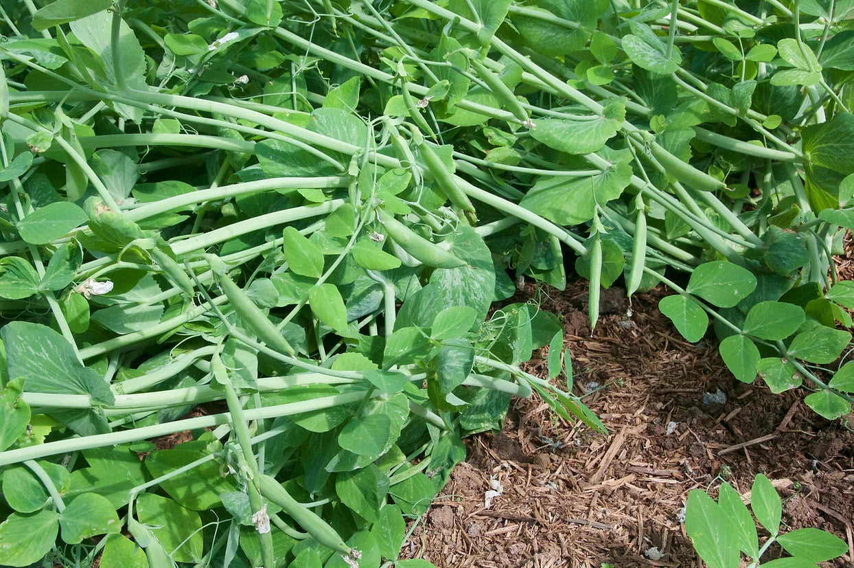 Brim Seed Co. - Edible Pod Sugar Snap Pea Seed