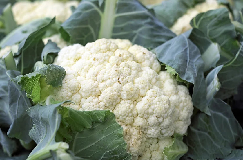 Brim Seed Co. - Snowball Self Blanching Cauliflower Heirloom Seed