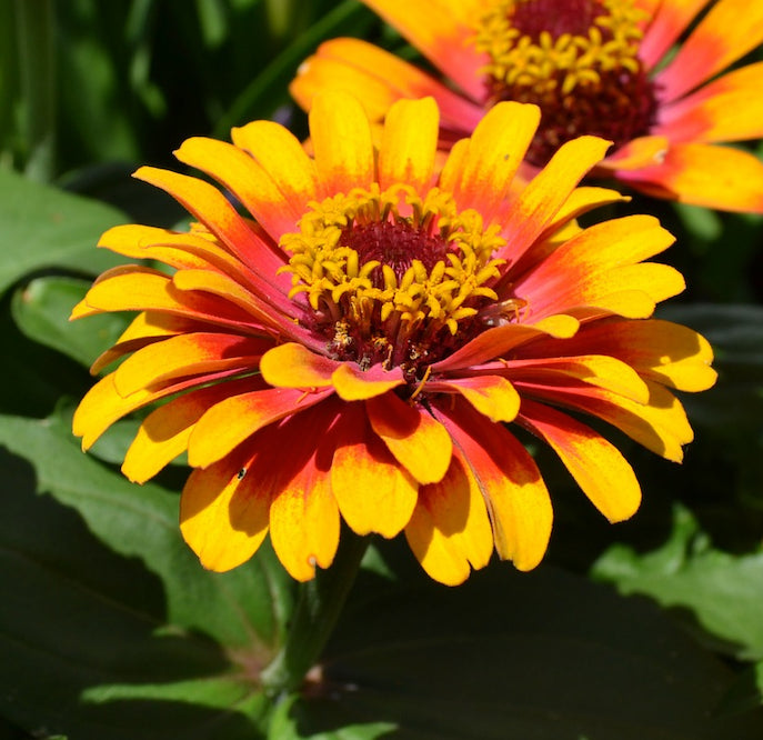 Brim Seed Co. - Sombrero Zinnia Flower Heirloom Seed